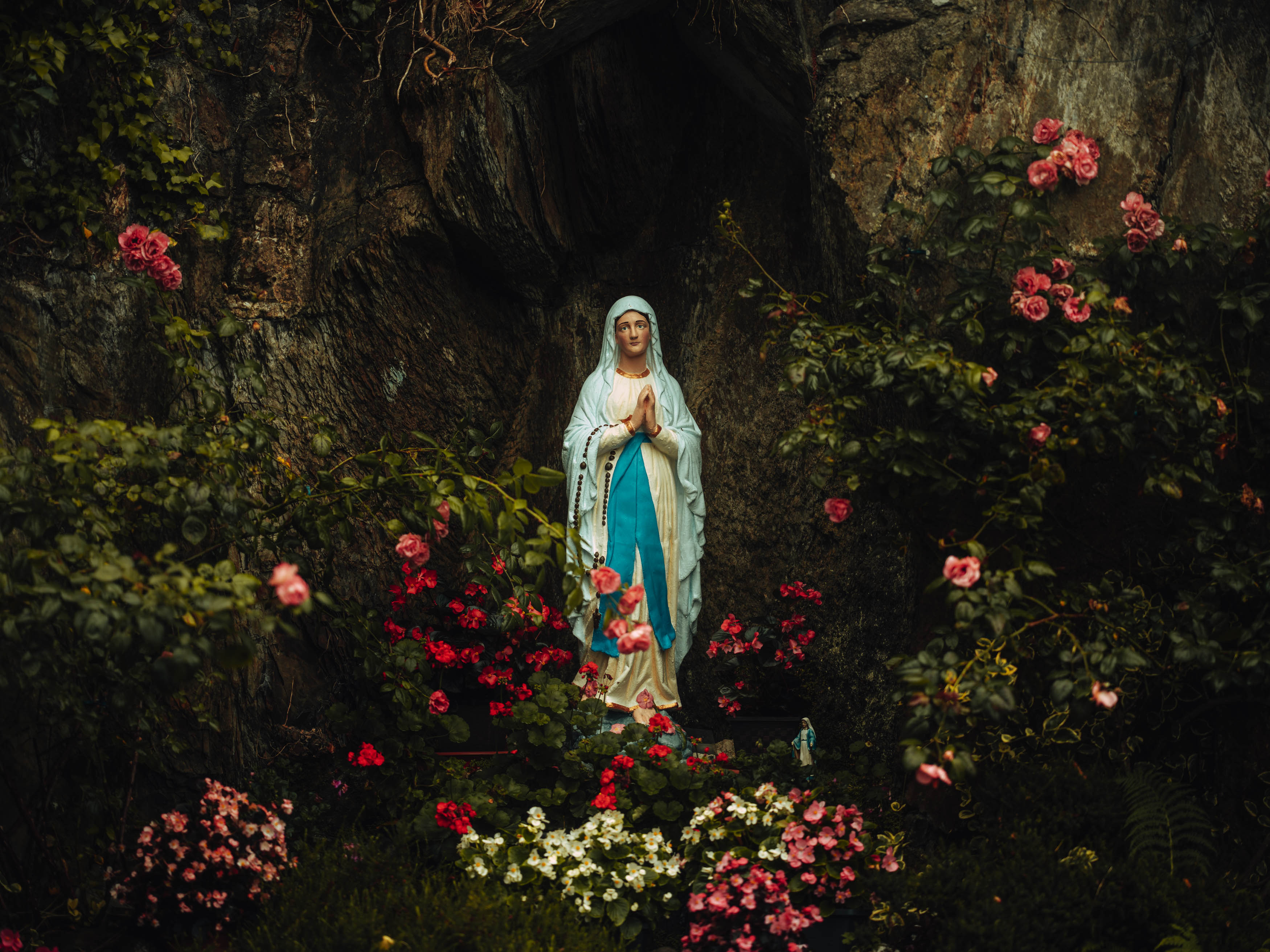 Een beeld van de Maagd Maria omringd door bossen witte, roze en rode rozen voor een boom, foto door Ian Howorth met een Hasselblad X2D 100C