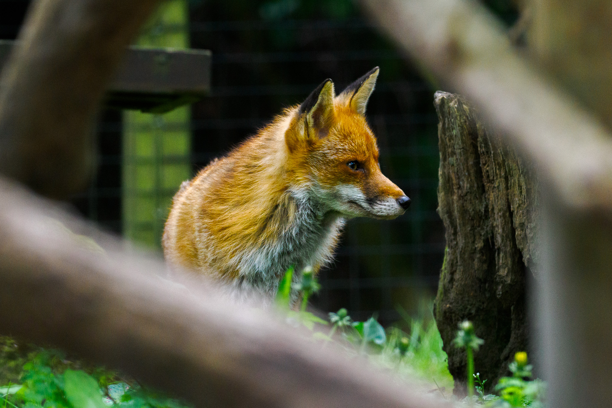 Een vos in een verblijf in het New Forest Wildlife Park, foto door Connor Redmond met het OM System OM-1.