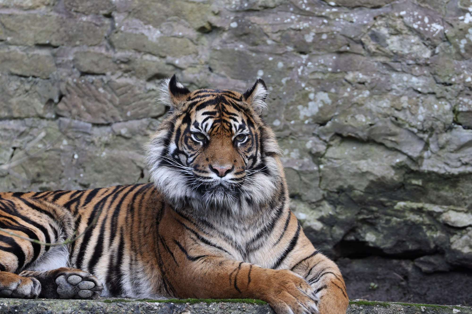 Ein Tiger sitzt auf einem Felsen