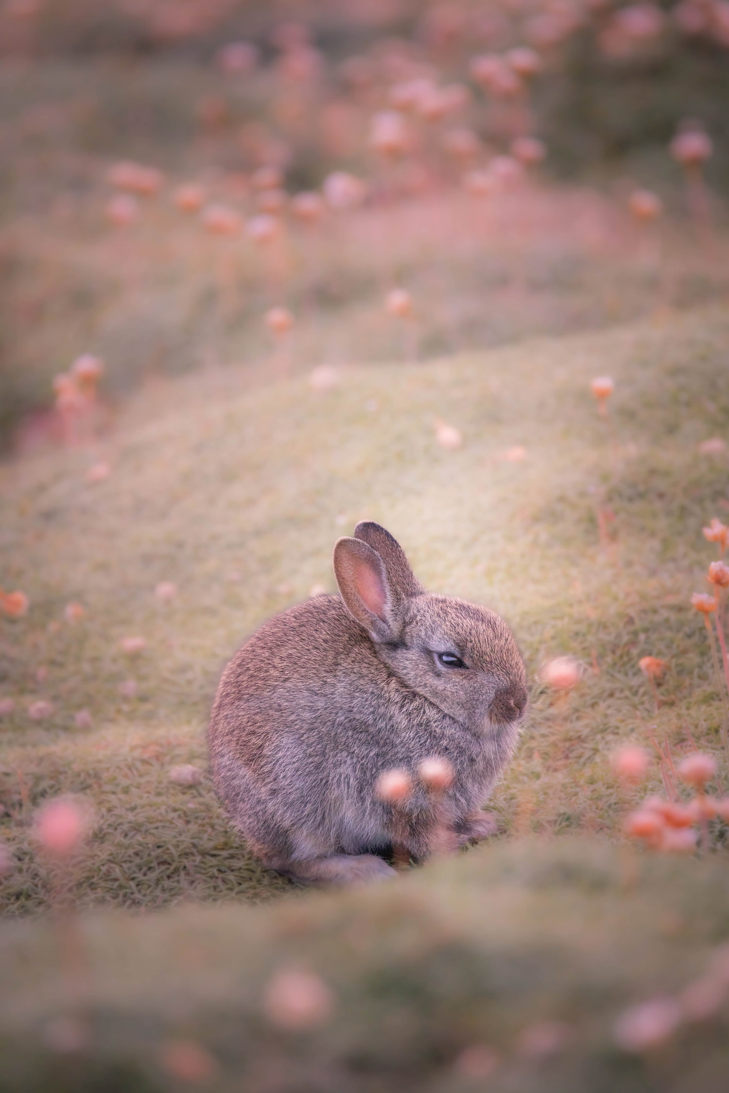 A rabbit in a field