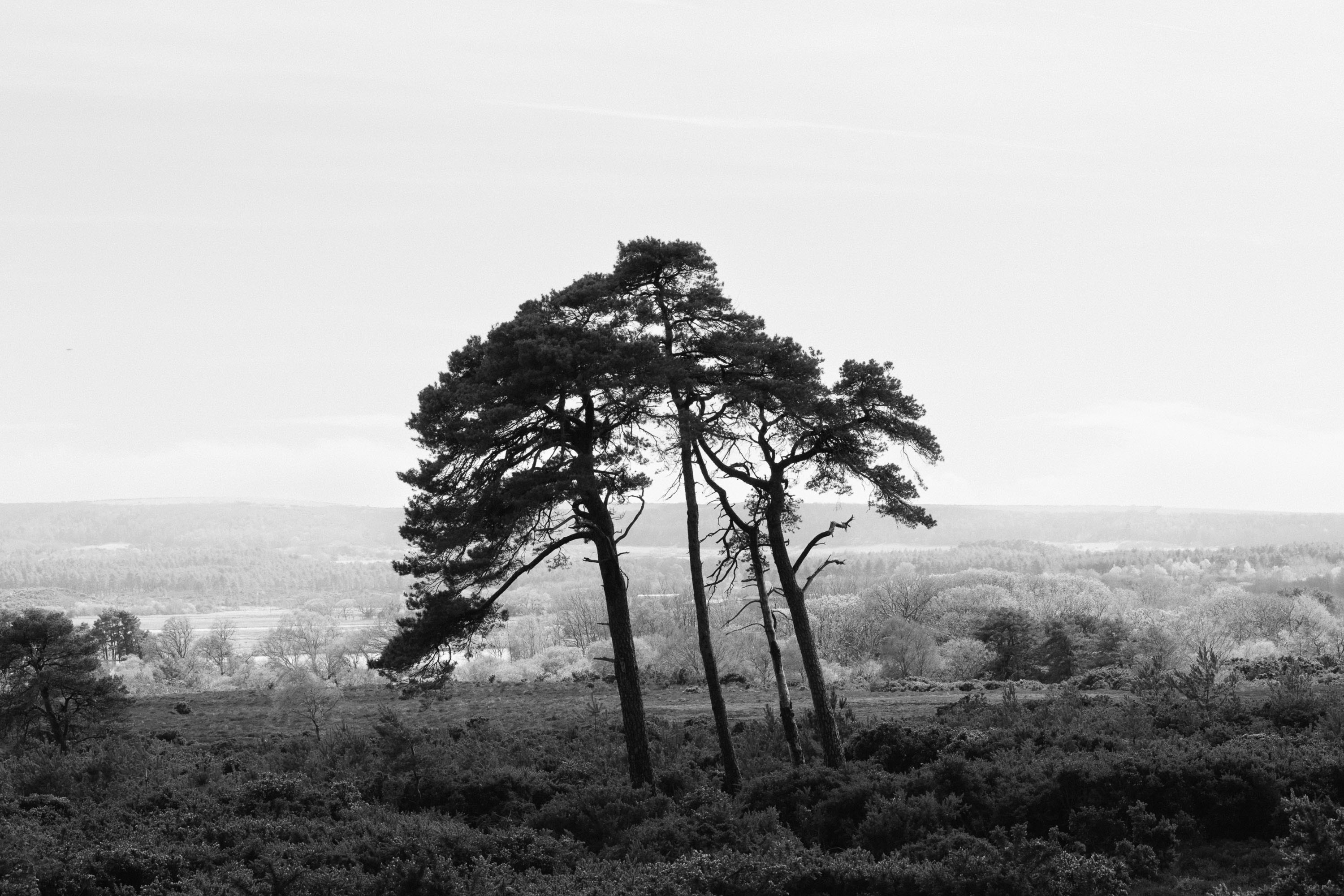 A black and white picture of a lone cluster of trees in a wide open vista.