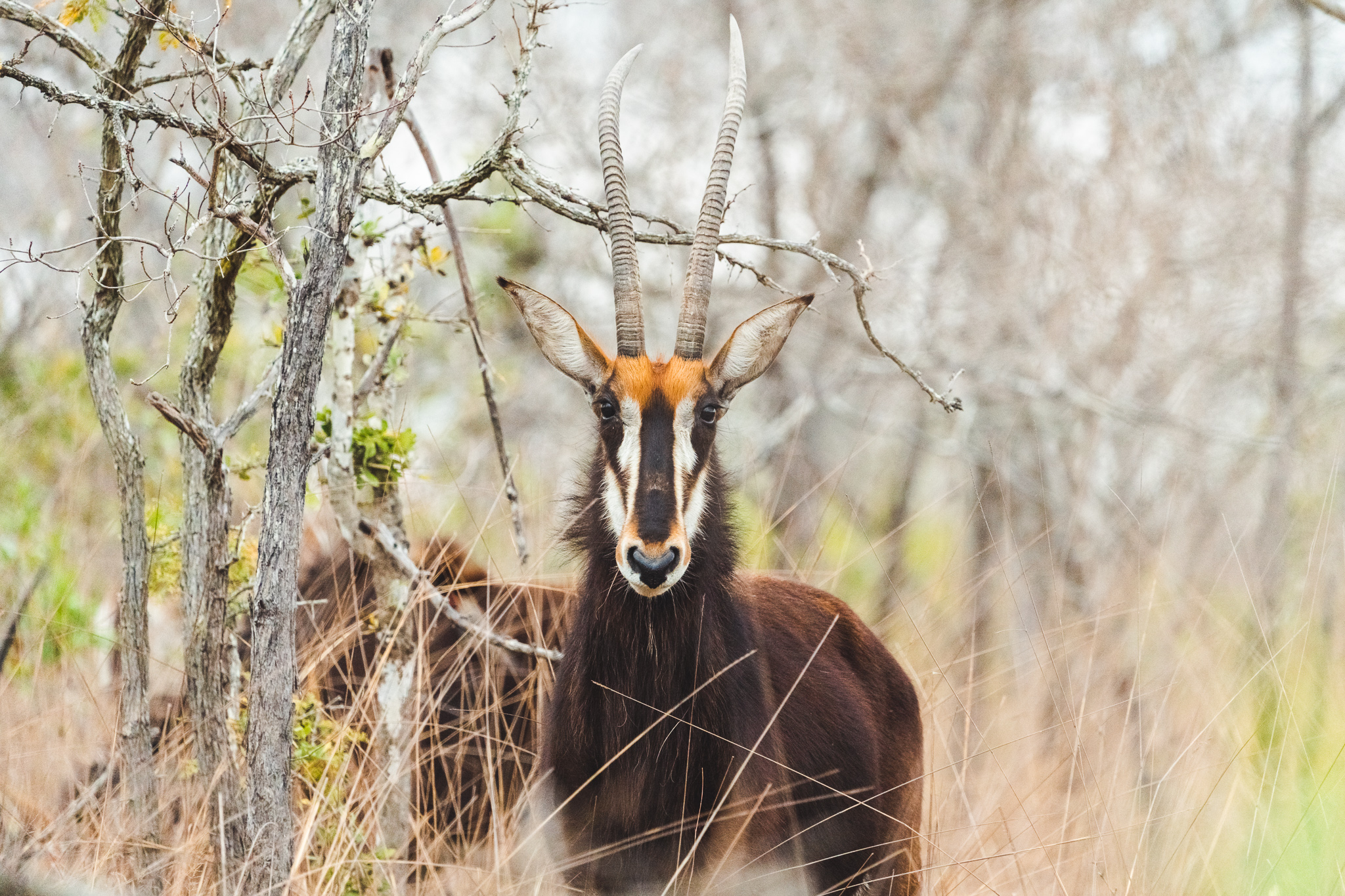 Close-up van een sabelantilope in het Kruger National Park
