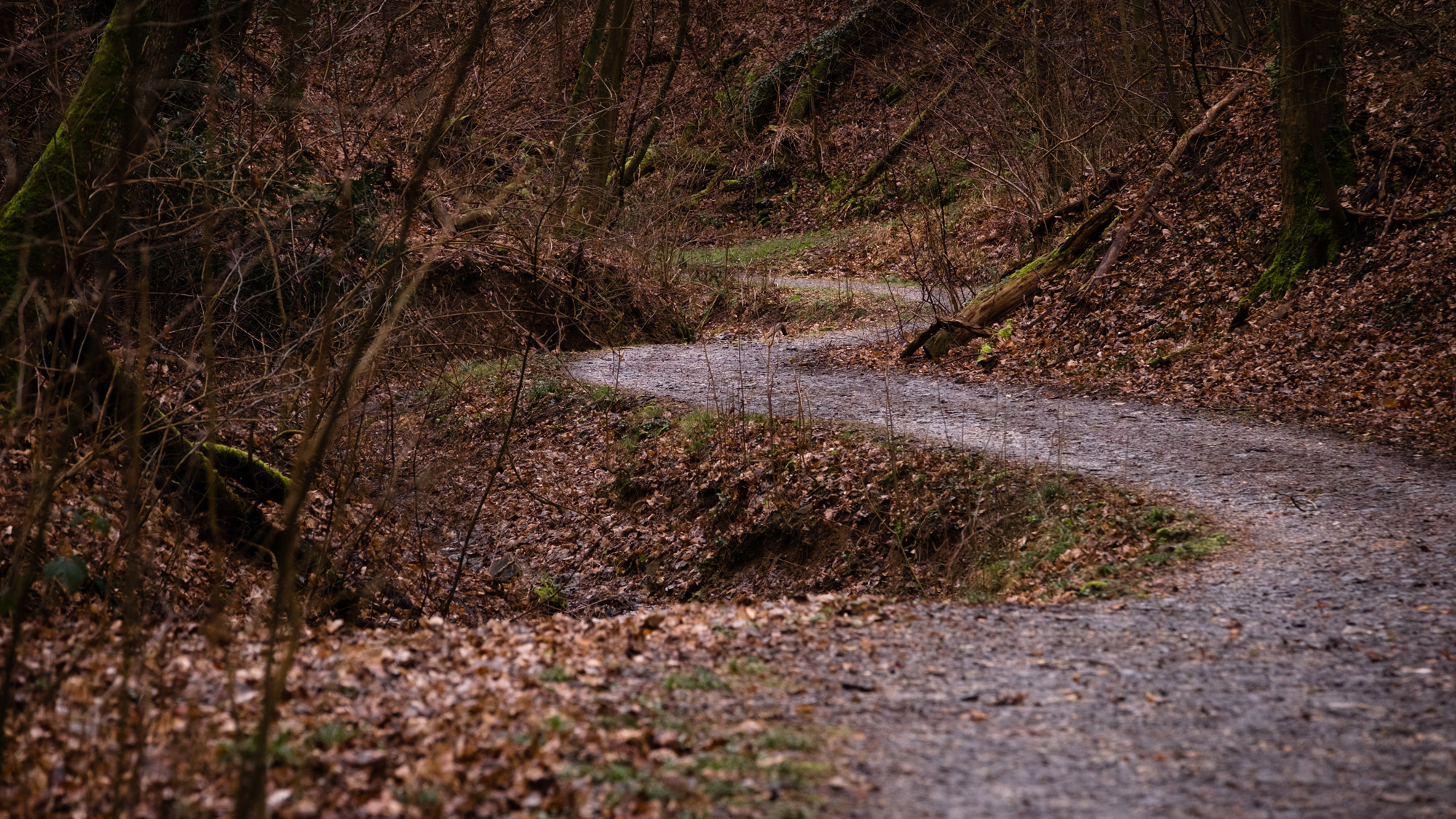 Winding forest path, brown leaves on the ground left and right, shot by Vivienne Arnold with a Fujifilm X-H2S