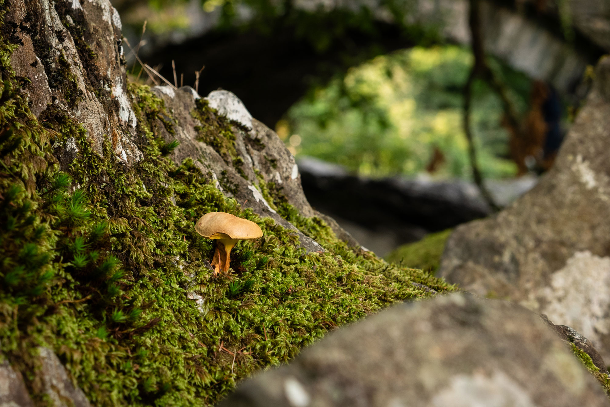 Ein einsamer Pilz, der auf einem Baum aus dem Moos wächst. Im Hintergrund eine alte Steinbrücke, umgeben von Wald.