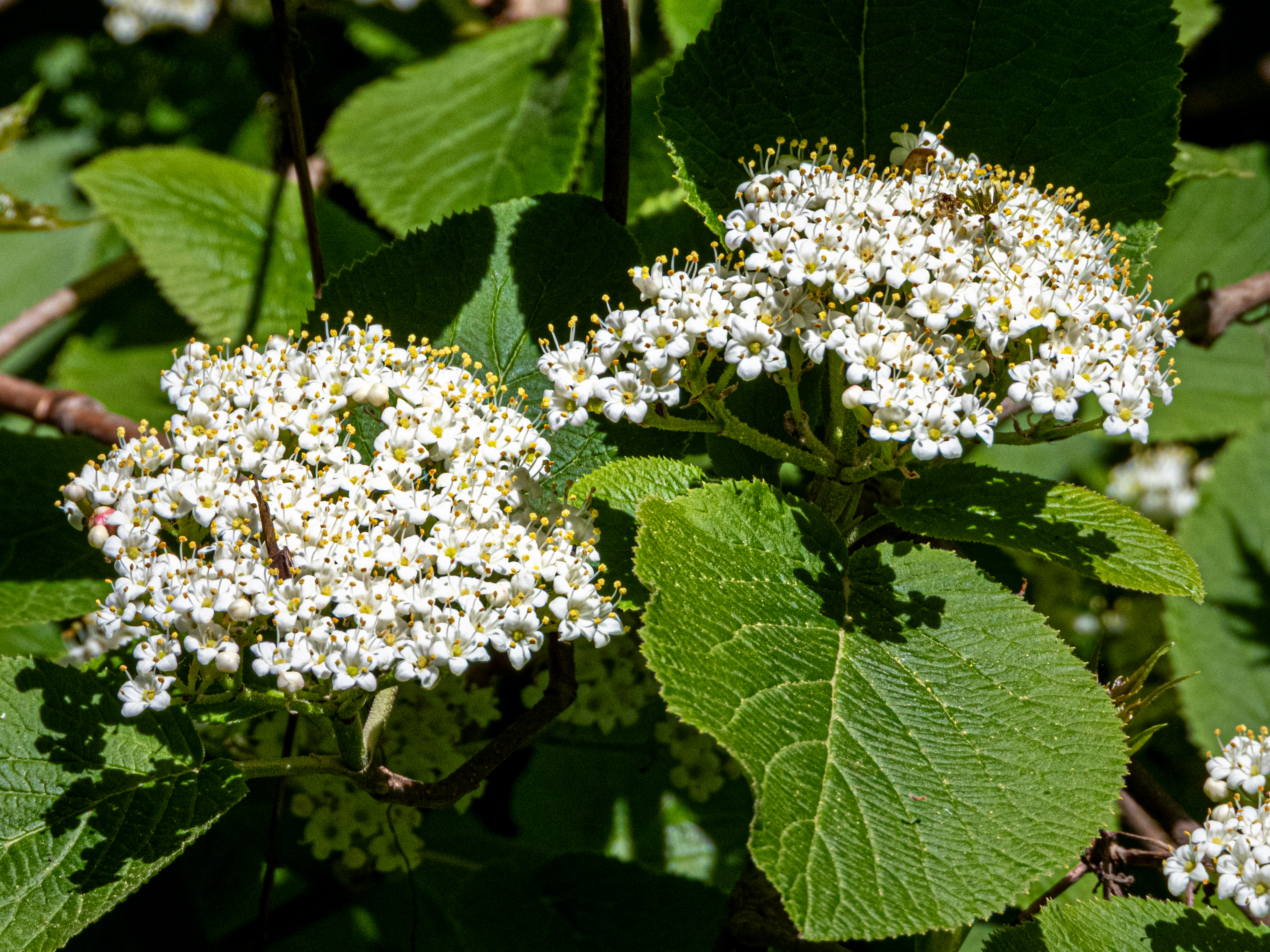Pequeñas flores blancas en primer plano entre hojas verdes iluminadas por la luz natural.