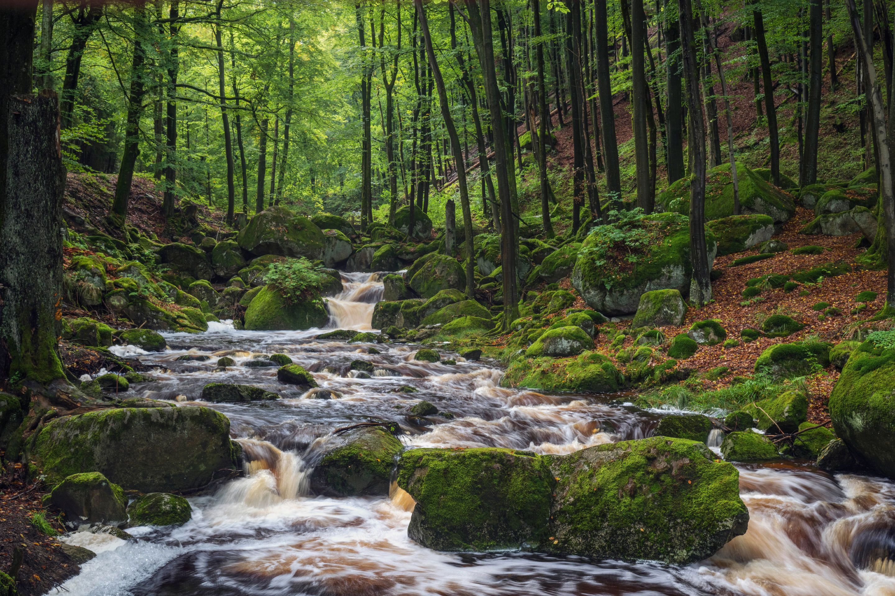 Waldfoto, auf dem der Wildbach Ilse im Harz munter über moosbedeckte Granitblöcke in einem von Buchenwald begleiteten Bachabschnitt springt. Aufgenommen von Kilian Schönberger mit einer Nikon Z8.