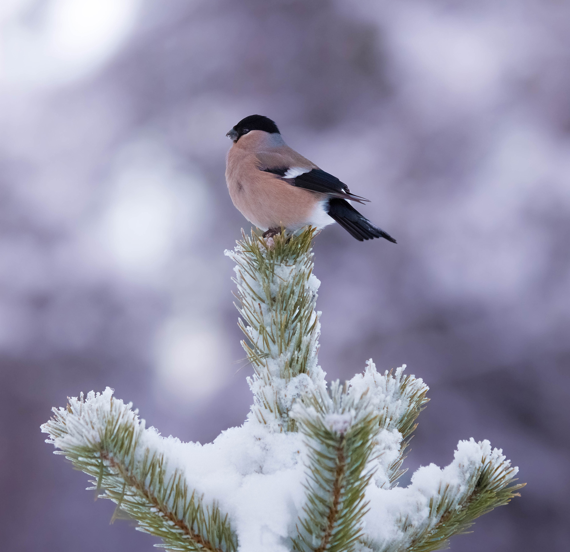 Een goudvink bovenop een besneeuwde den in het noorden van Zweden, gefotografeerd door Hannah Stitfall met een Canon EOS R5