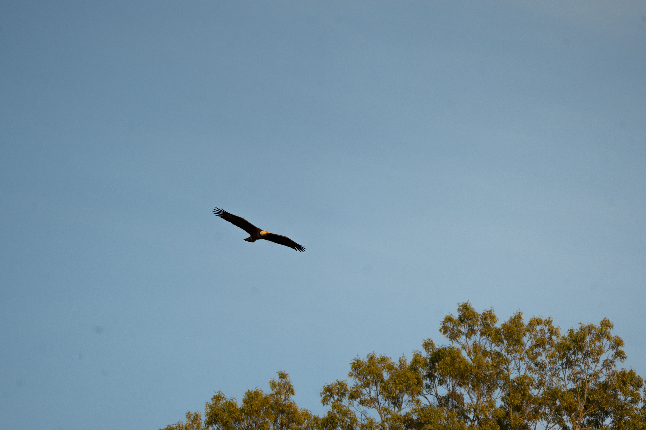 Bald eagle soaring above trees against blue sky in North Carolina

