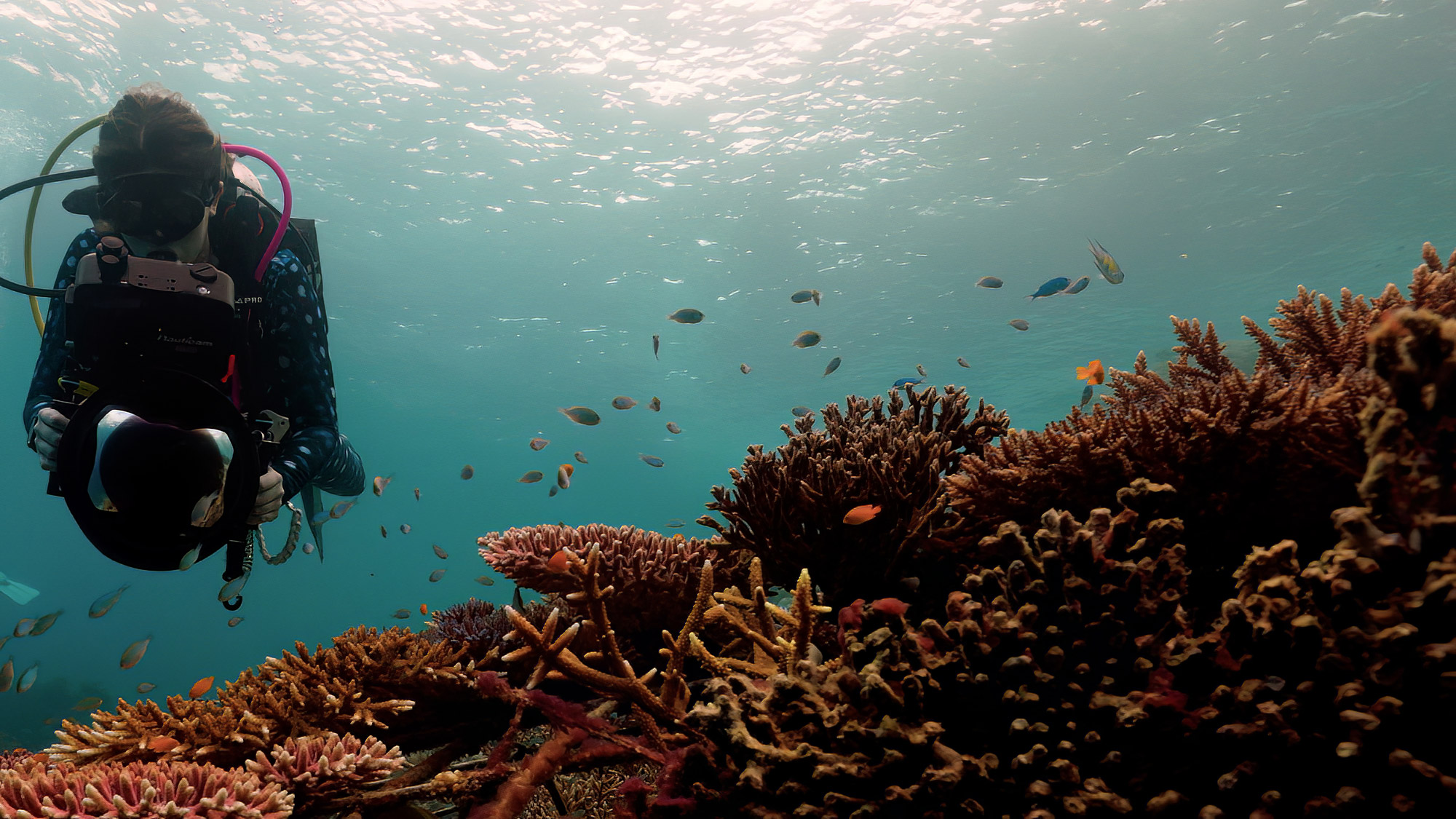 Elise Gibbins underwater shooting a coral reef with the Sony PXW-FX3.