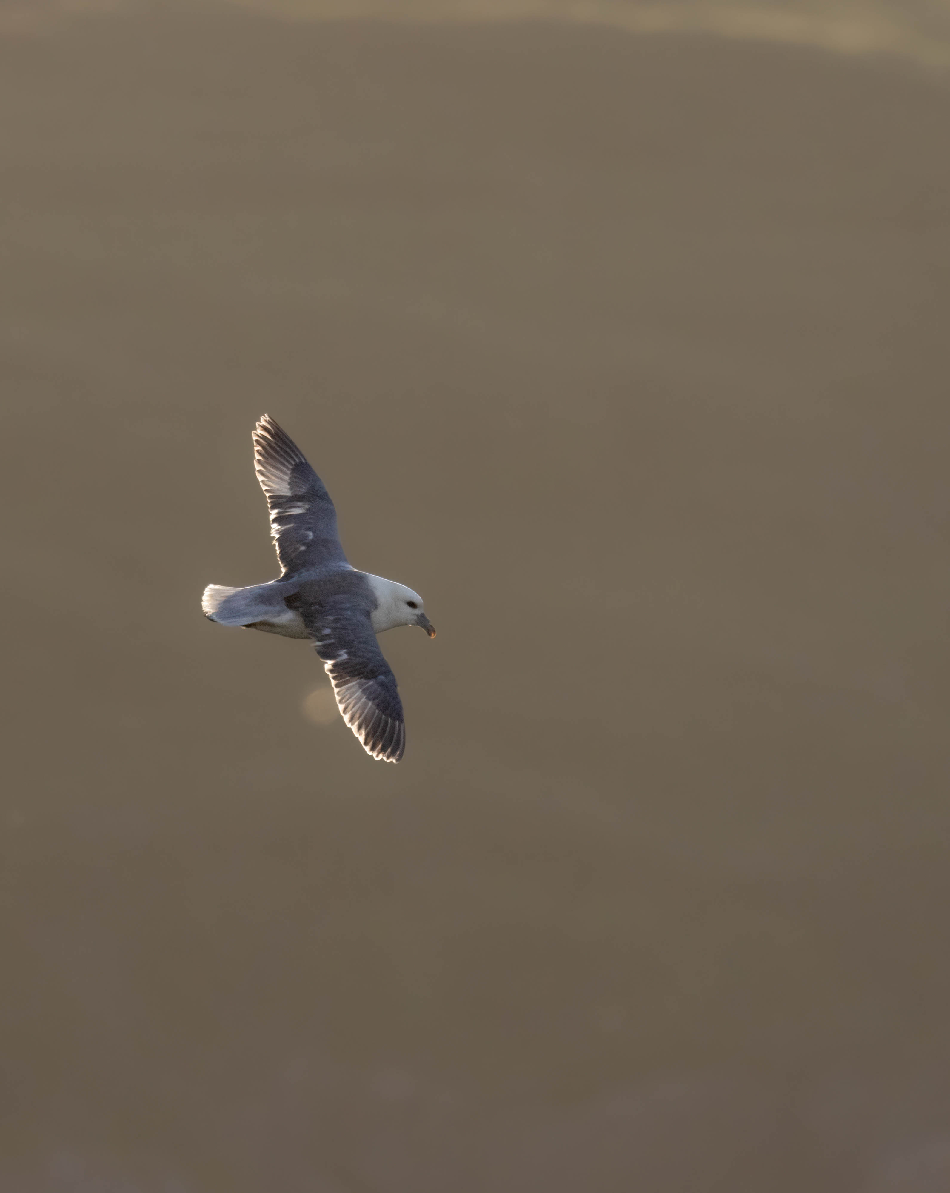 A fulmar bird in flight above a dark sea. Photo by Hannah Stitfall with a Canon EOS R5.