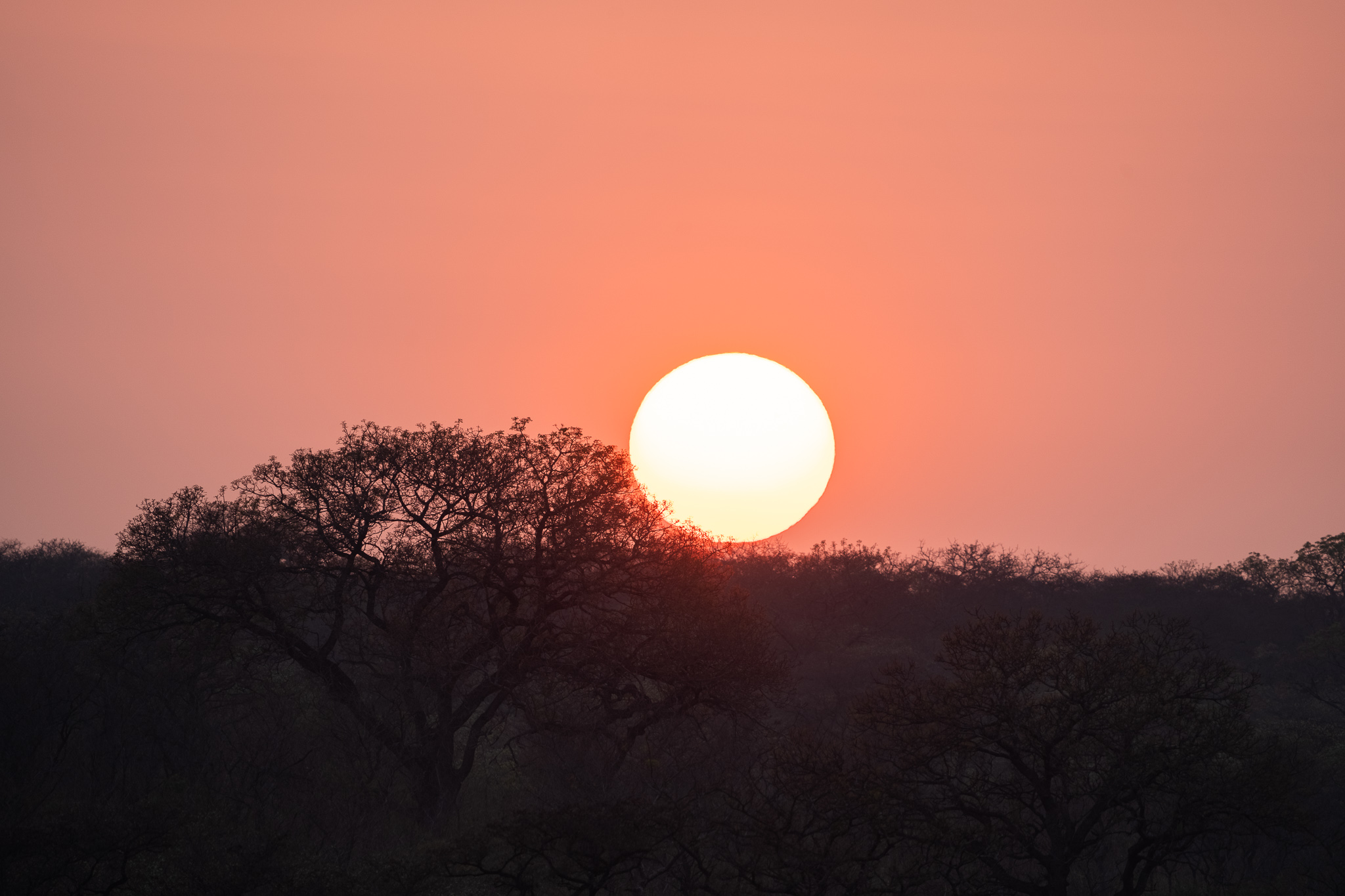 Een oranje zon komt op boven de bomen in het Kruger National Park, gefotografeerd door Rachel Sarah met een Sony A7 IV