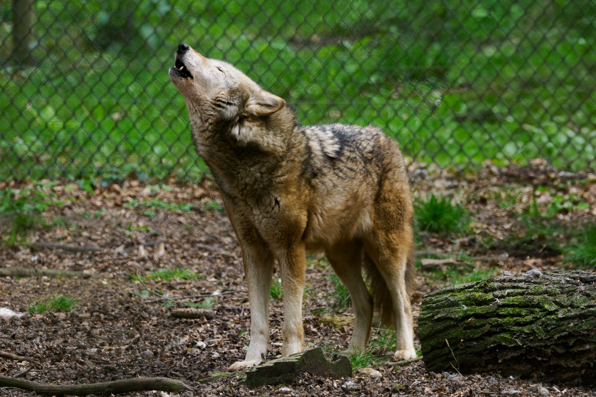 Een huilende wolf in New Forest Wildlife Park, foto door Connor Redmond met het OM System OM-1.