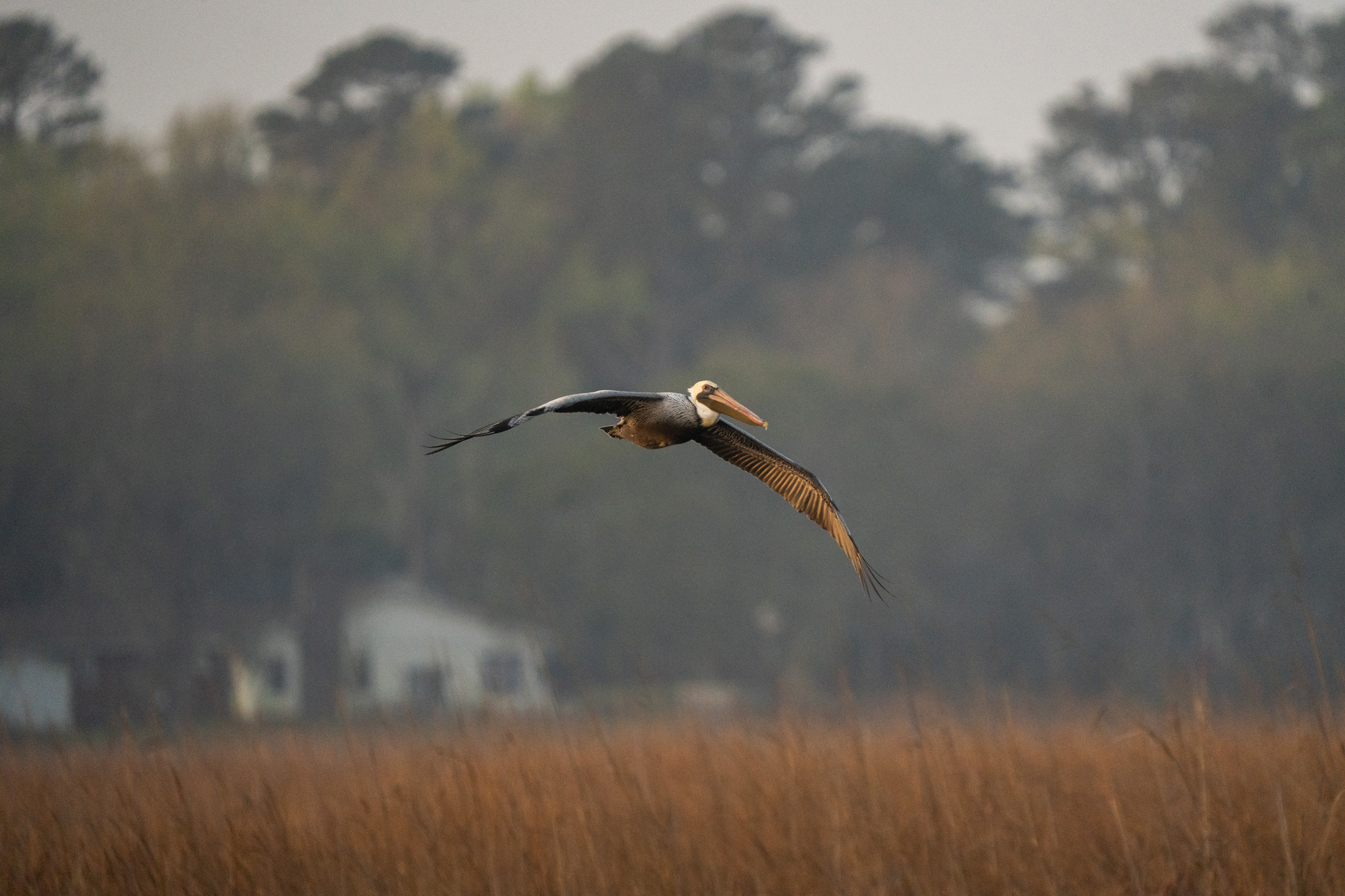 Photo of a pelican soaring above grass wetlands in North Carolina

