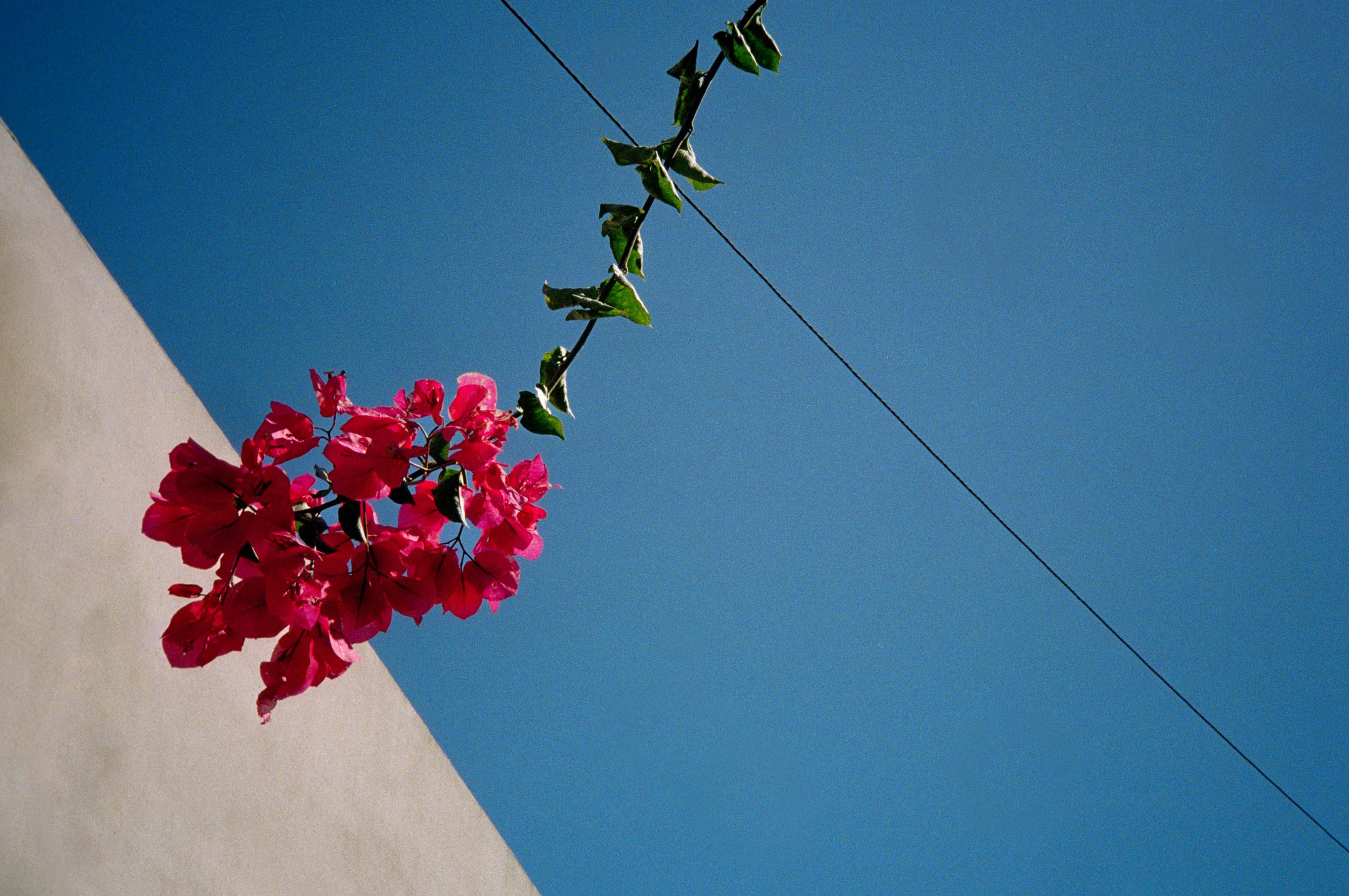 A pink flower seemingly handing in the blue sky by Ian Howorth