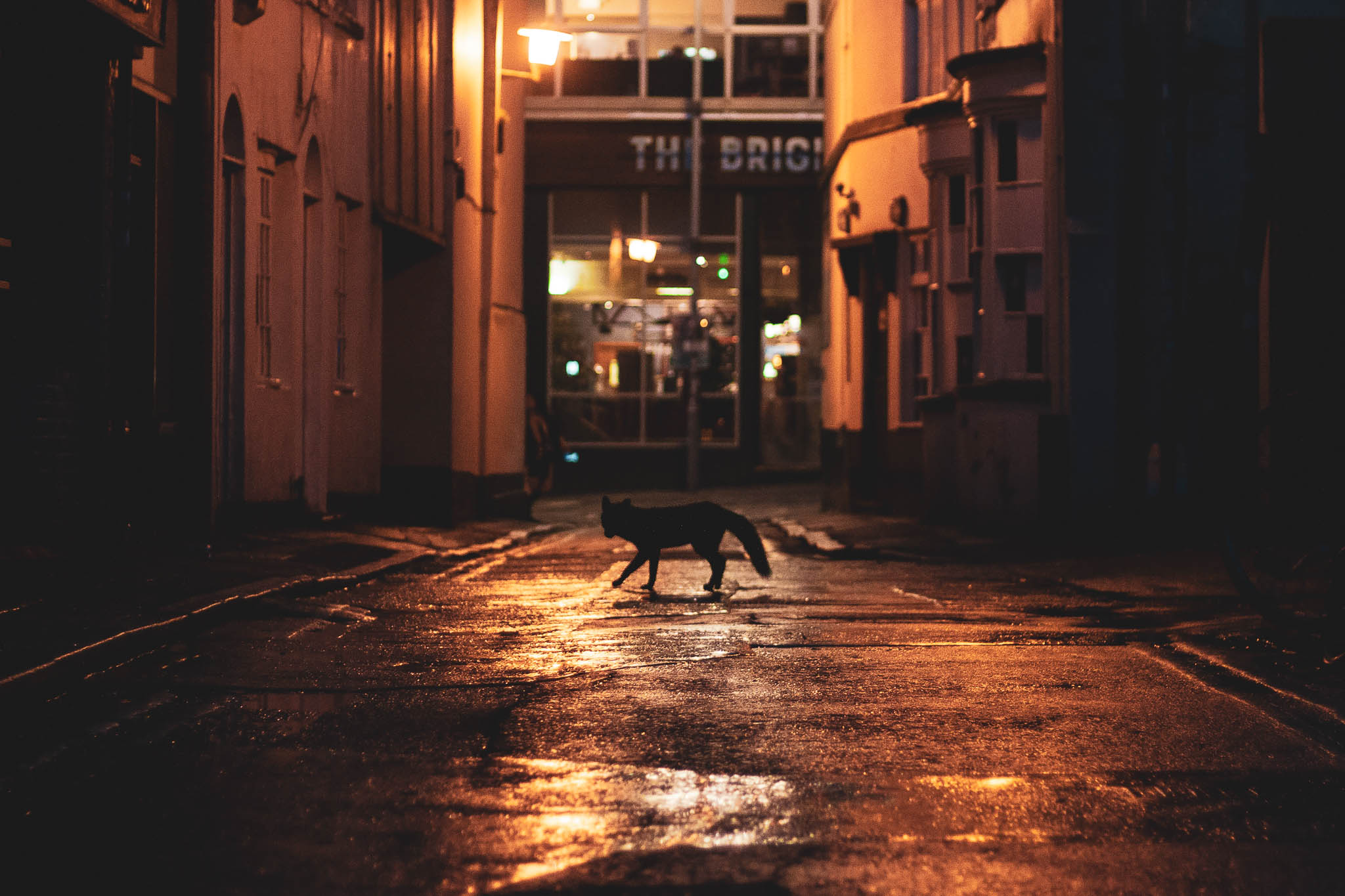 A fox illuminated by a street light at night by Marc Read