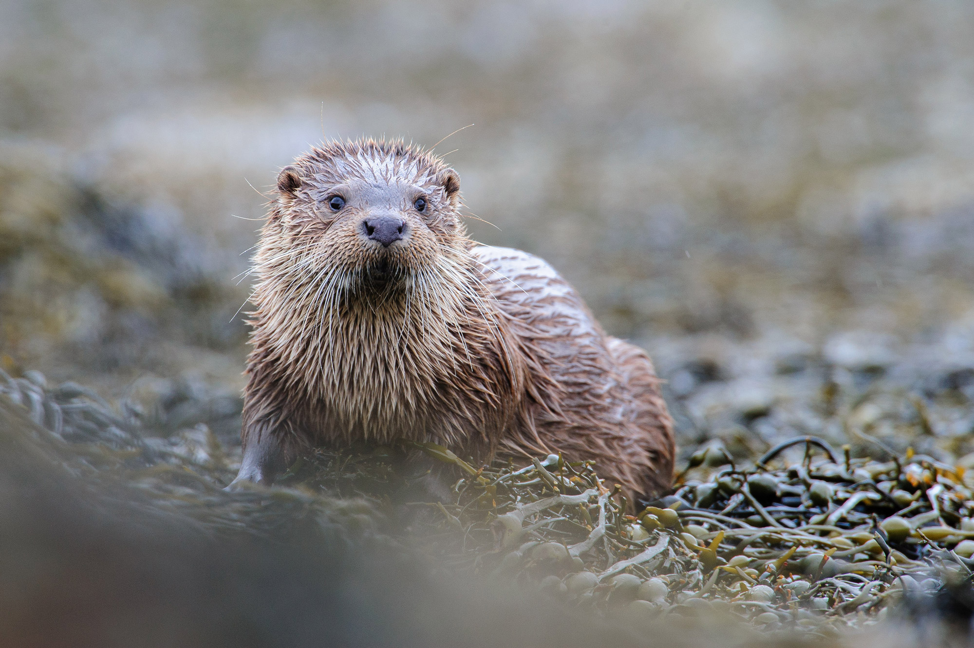 Een otter op een rivieroever, gefotografeerd met een Nikon D3 door Richard Peters