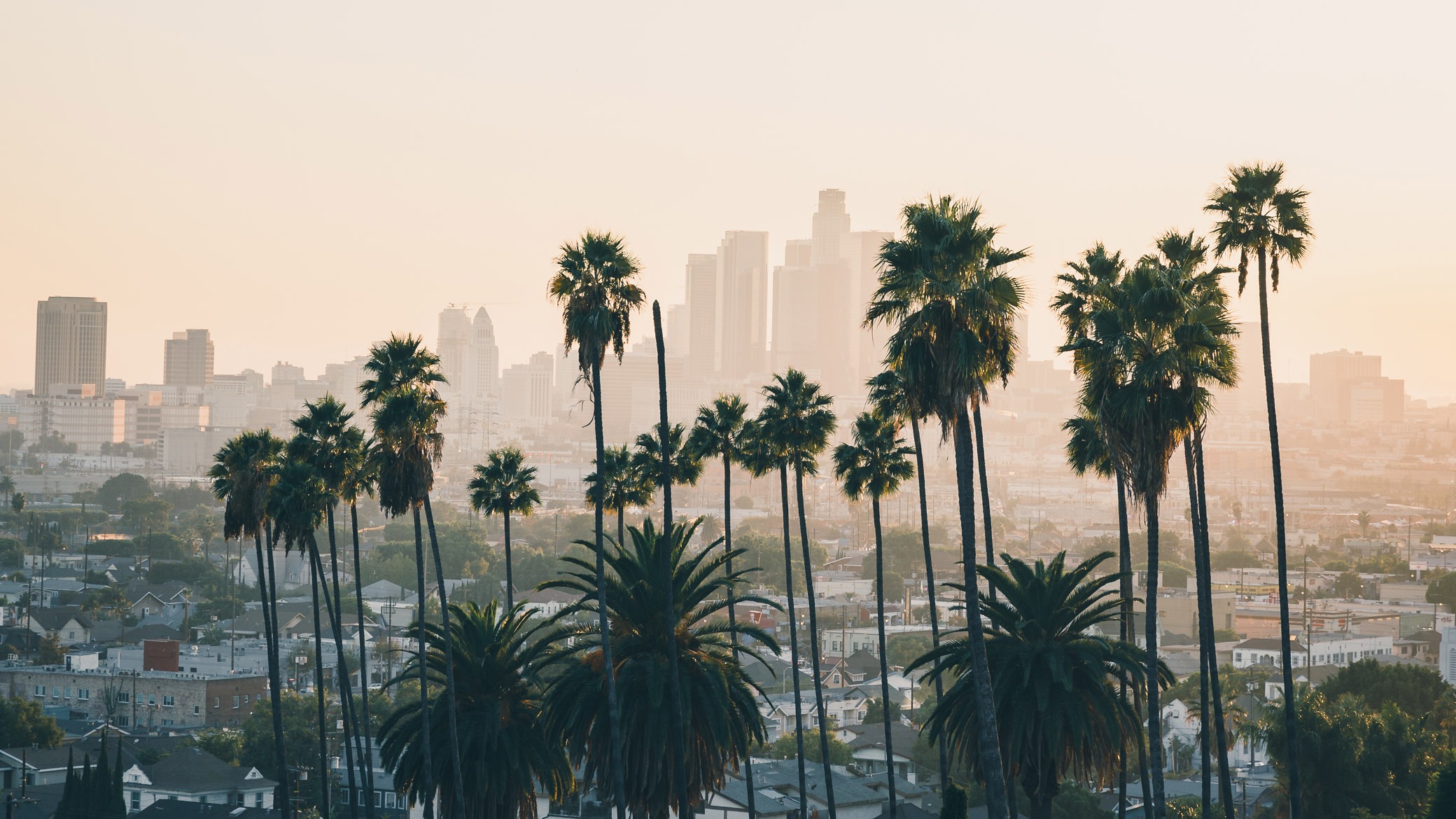 Photo of the Los Angeles Skyline with palm trees in the foreground on a foggy day. 