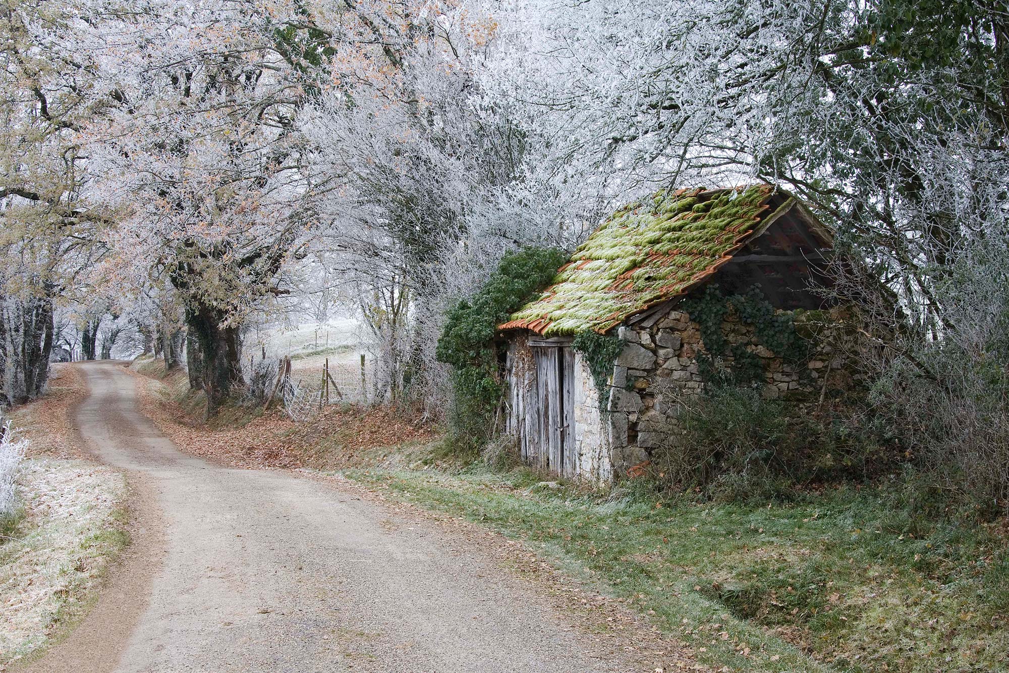 Un bâtiment en bord de route, toit moussu, entouré d’arbres aux feuillages blancs.