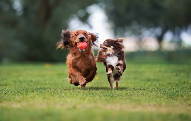 Köpa hund