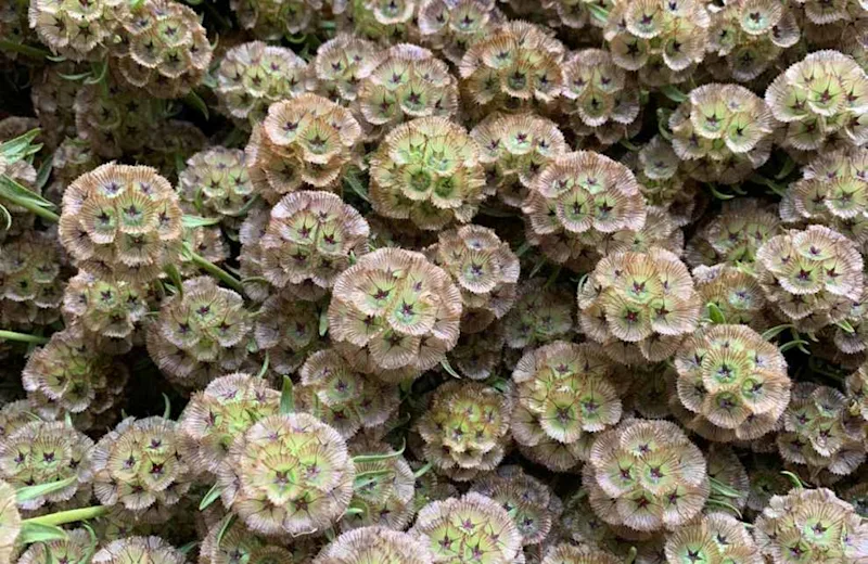 growing-flowers-in-kenya-3-990x644