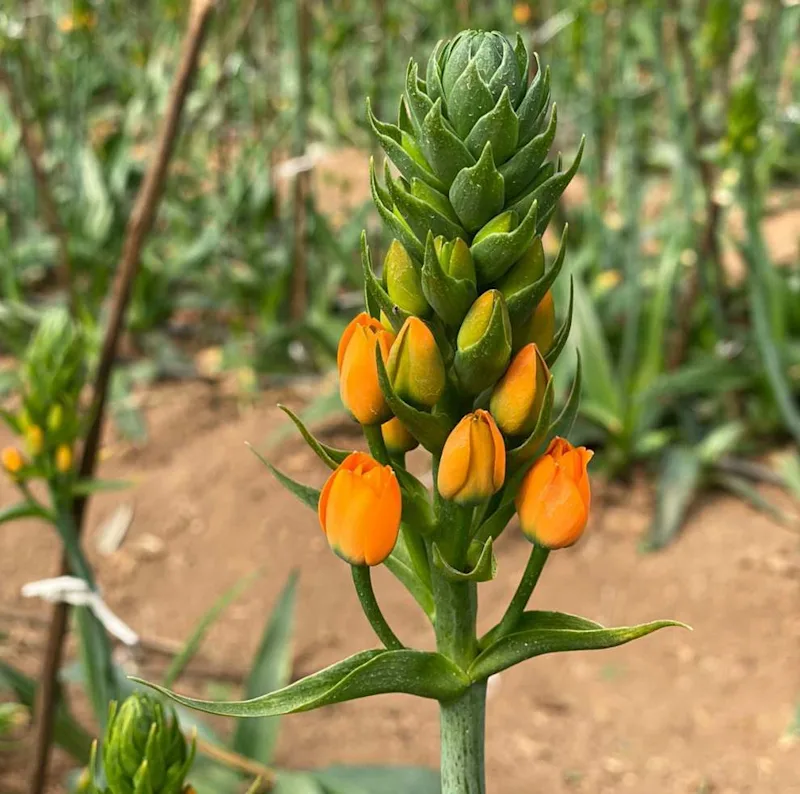 growing-flowers-in-kenya-2-990x644