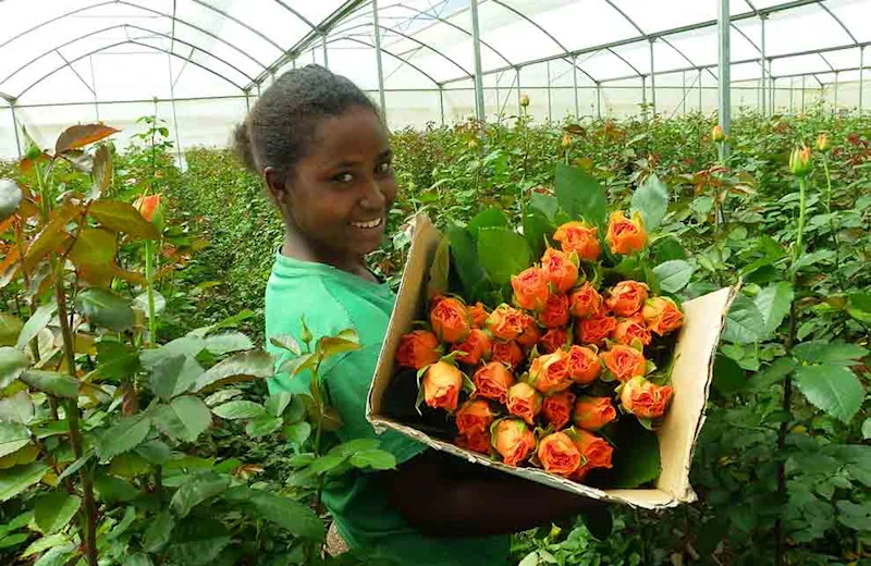 The-real-Flower-Story