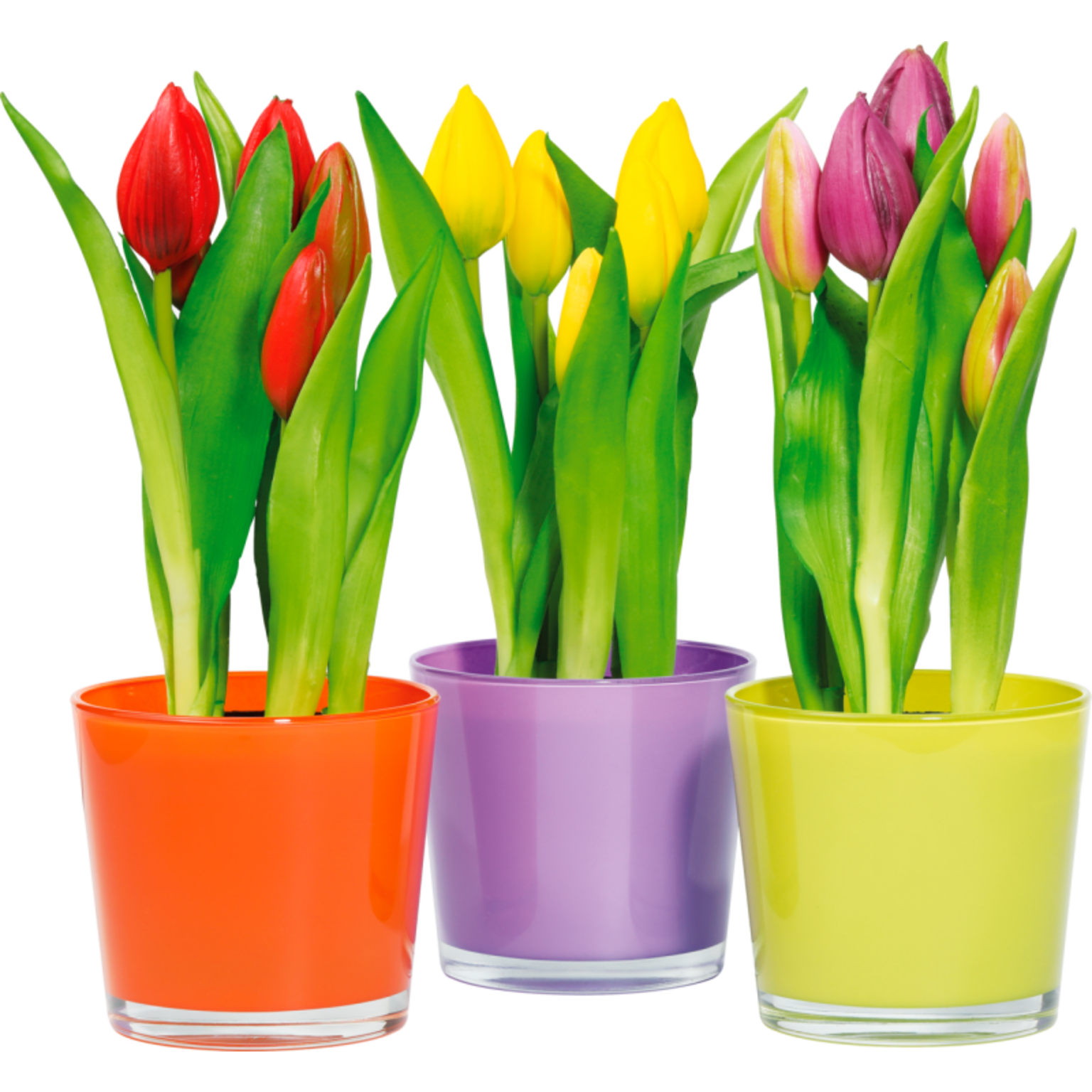 Everlasting Tulips