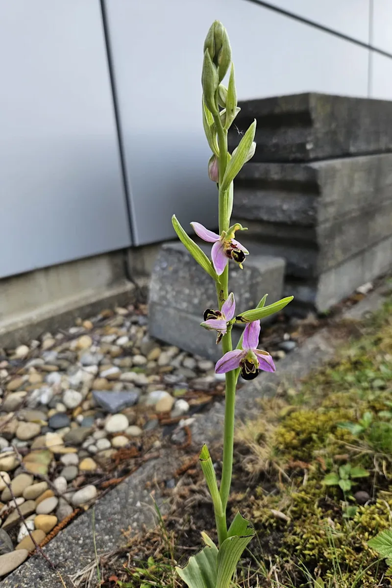 Bijenorchis