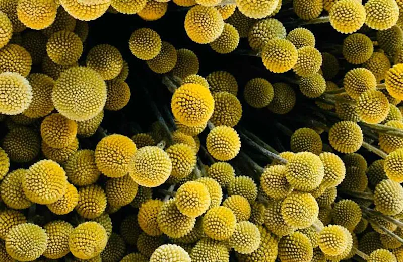 growing-flowers-in-kenya-990x644