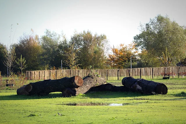 Legmeerbos © Ron Koppenol