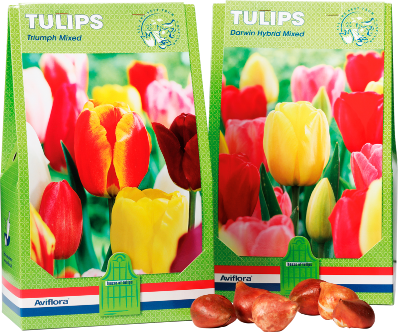 Schiphol House of Tulips