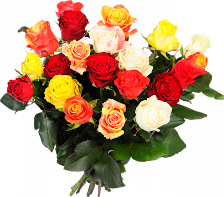 Fresh Roses