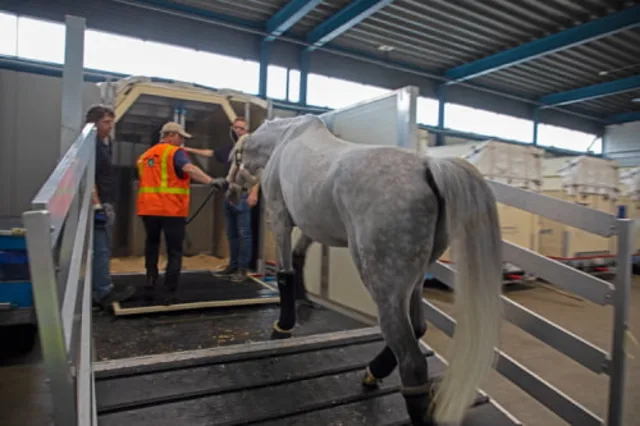 Horse in trailer