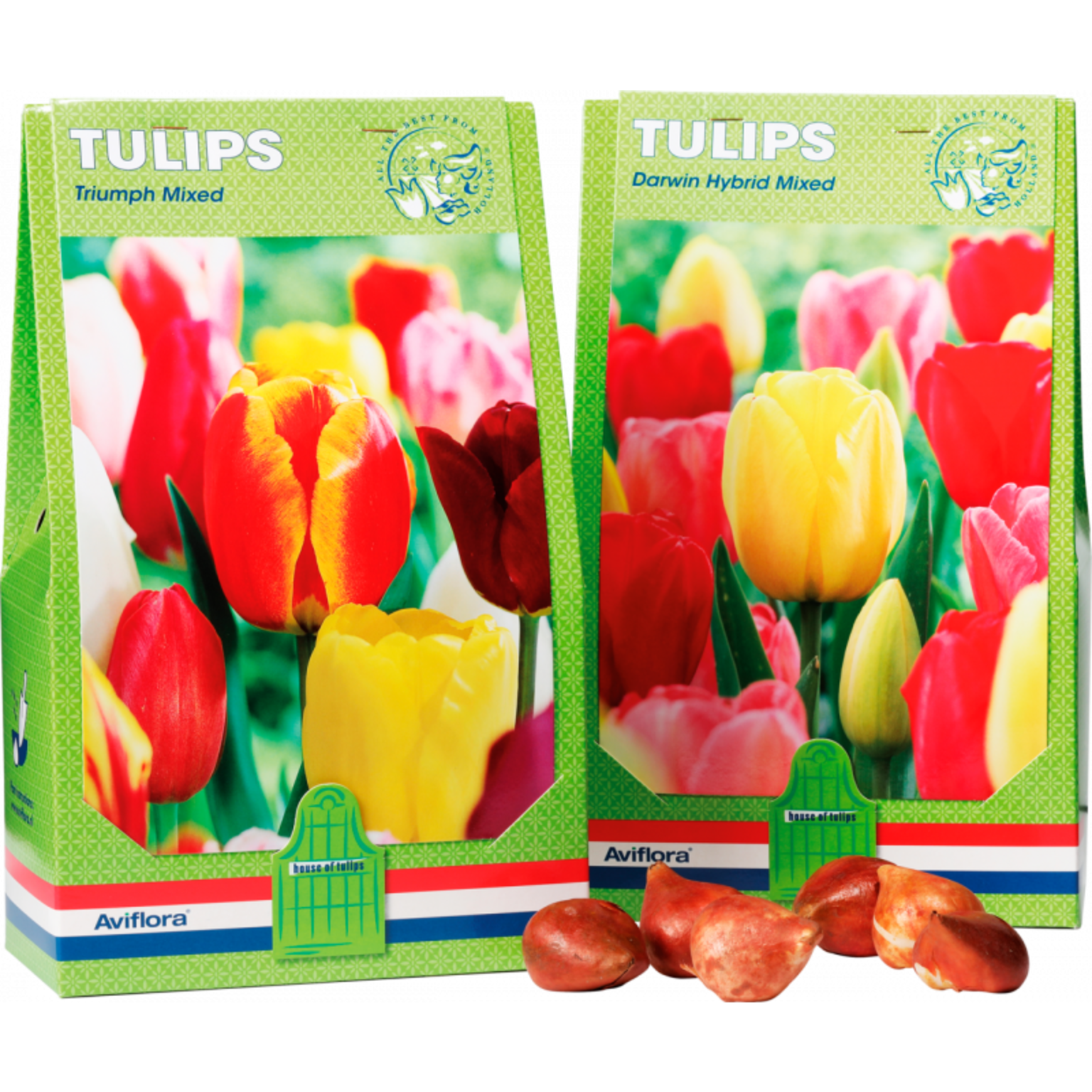 Dutch Tulip bulbs