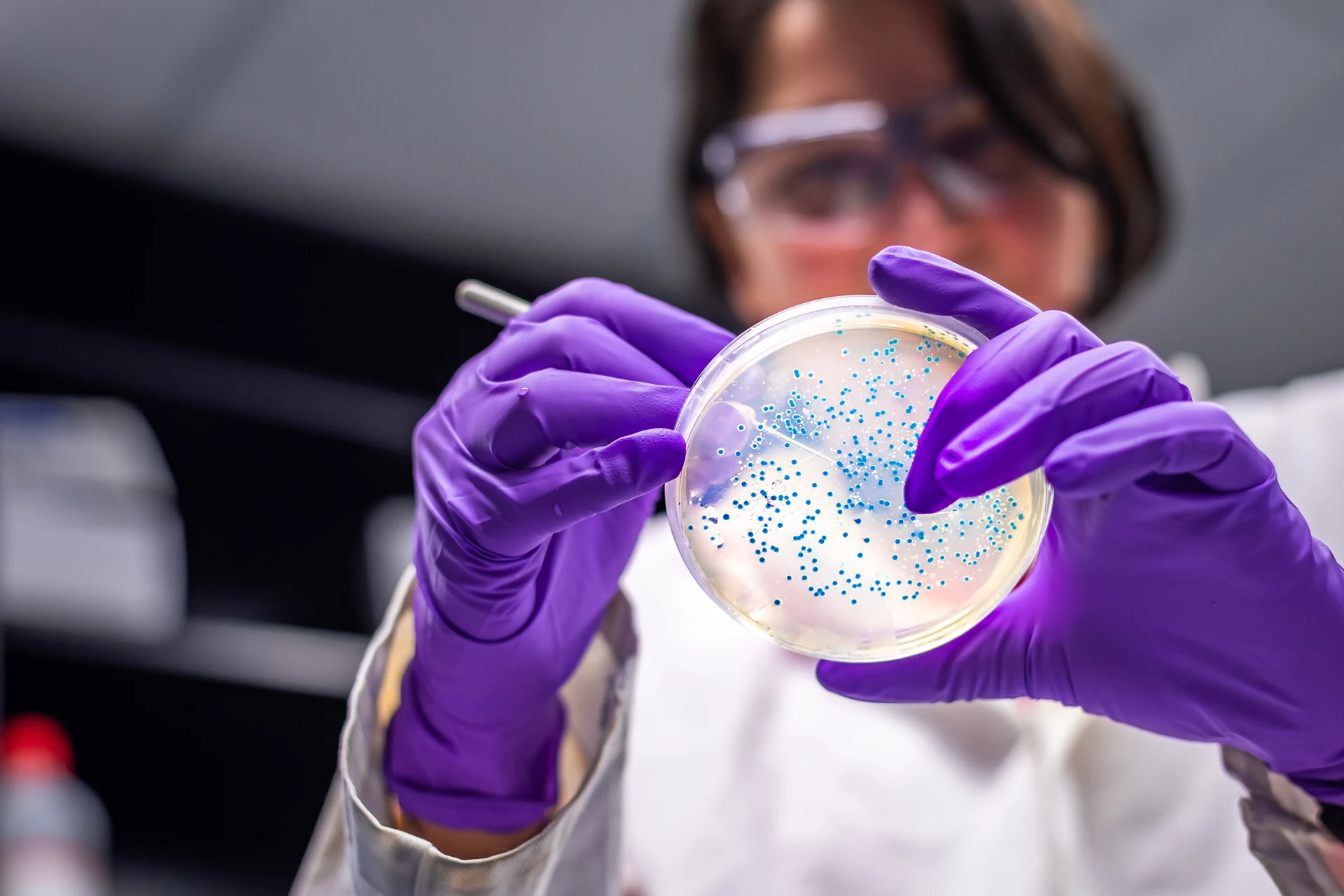 Scientist examining a petri dish in a laboratory for drug discovery.