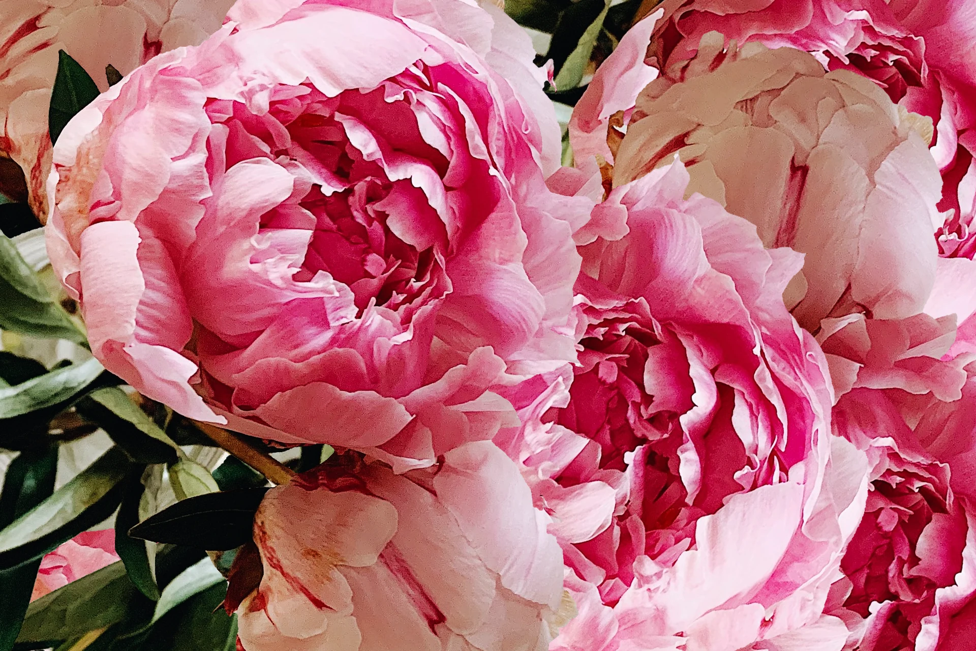 Online florist providing essential services during COVID-19 pandemic