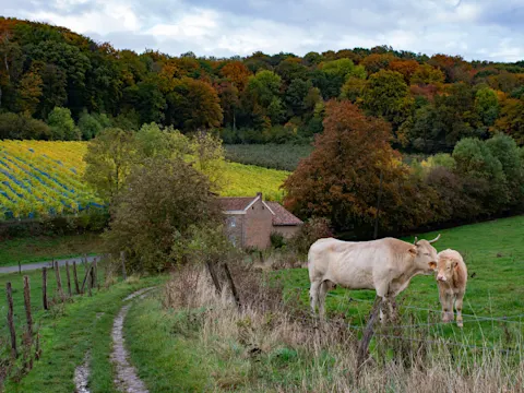 Vakantie in Belgisch Limburg