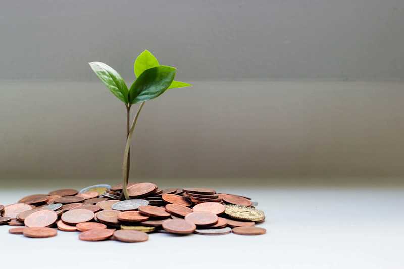 Money Tree