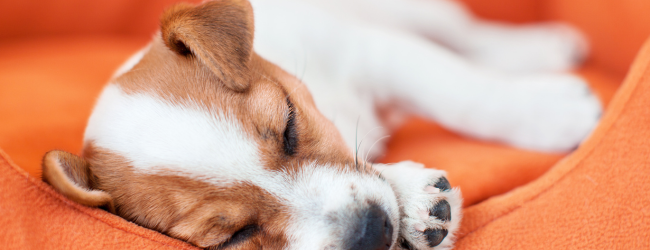 The Side Hustle That Pays You in Sleep