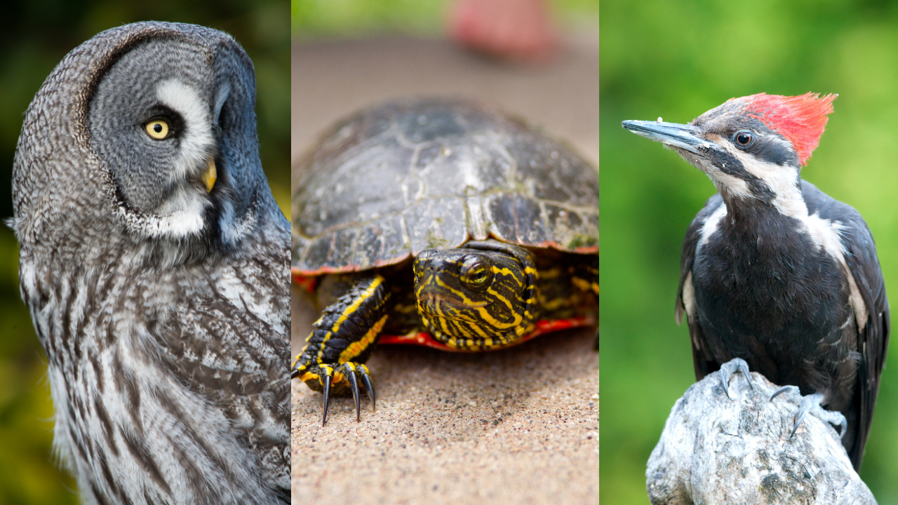 The great grey owl, the painted turtle, and the pileated woodpecker 