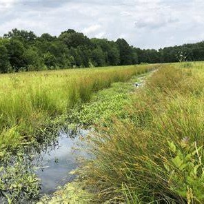 Wetlands Mitigation Site in New Kent County 
