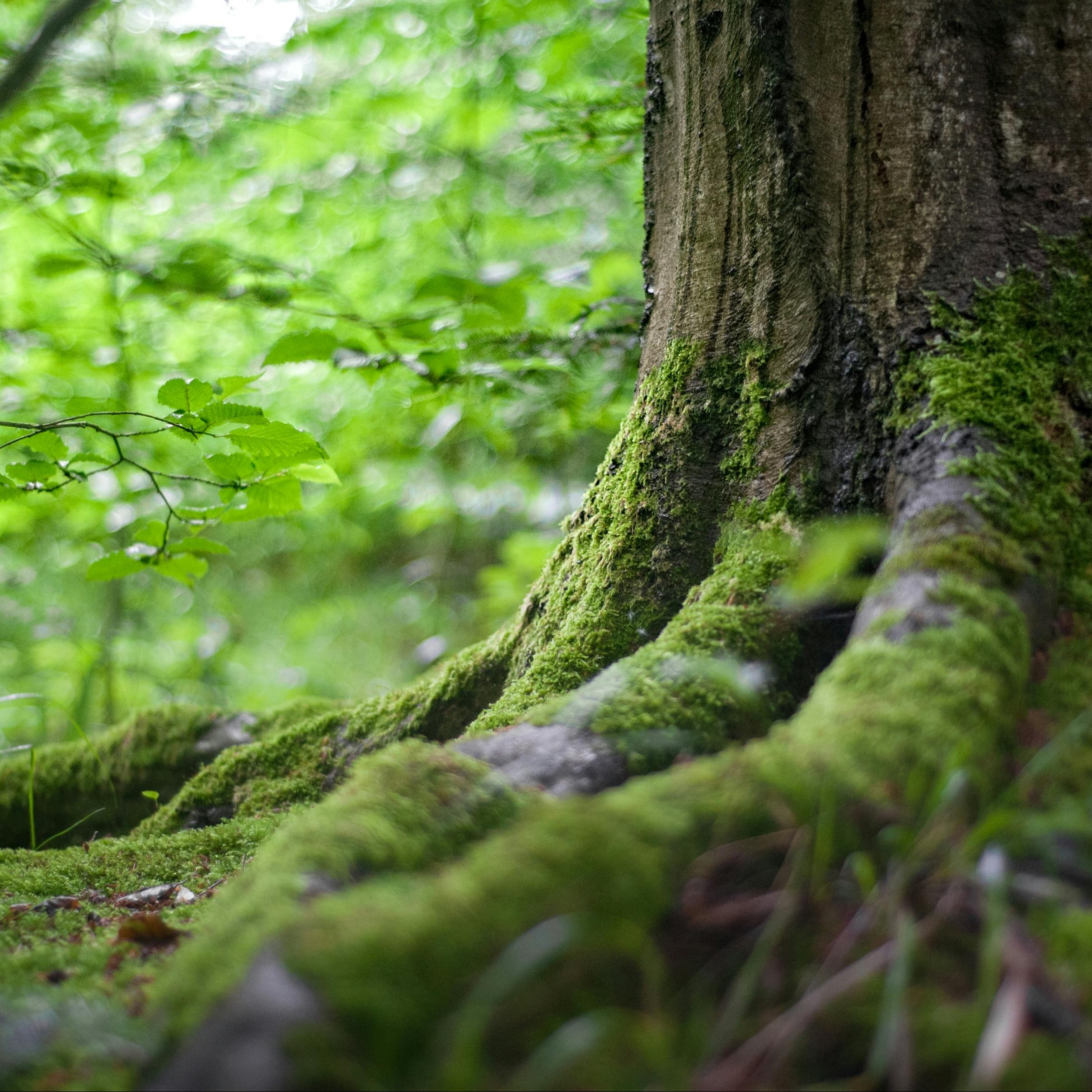Environment
