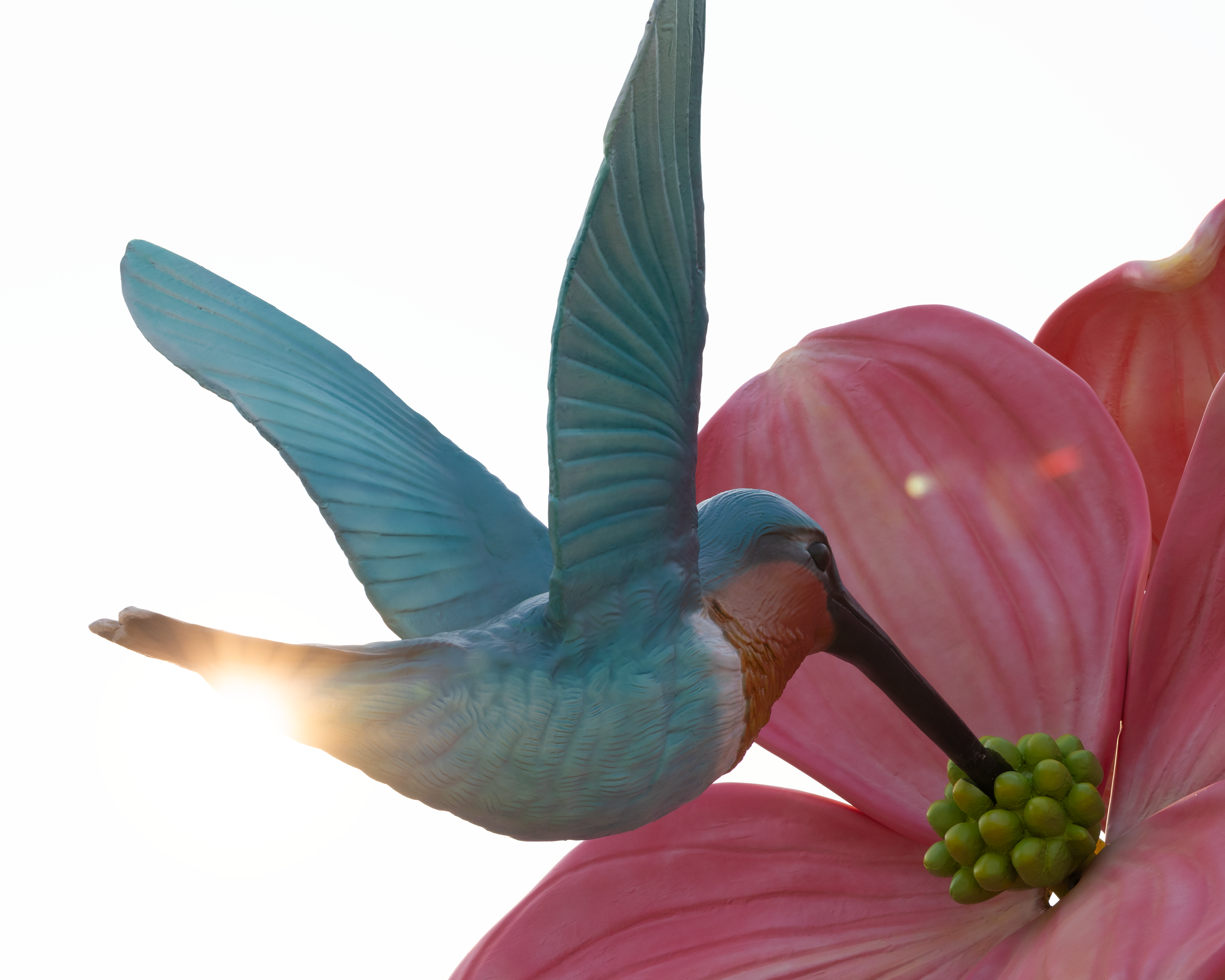 Henry the Hummingbird Photo
