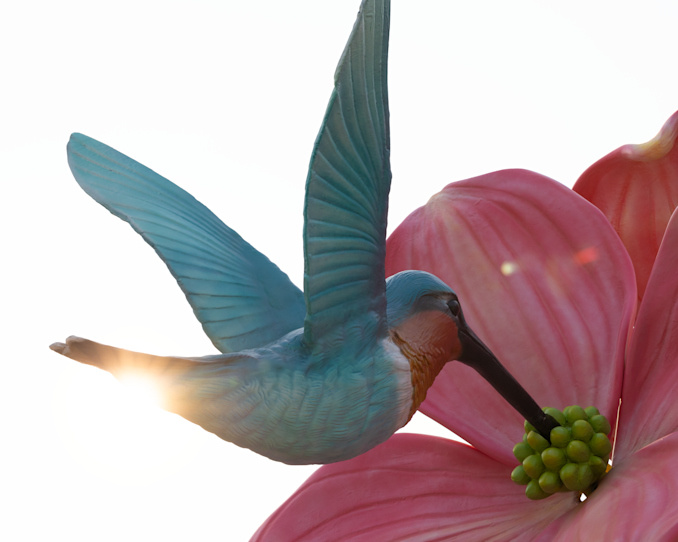 Henry the Hummingbird Photo
