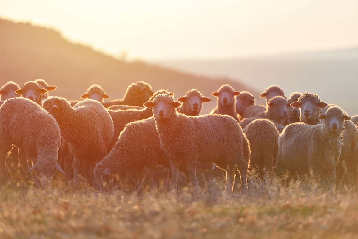 AAC Unveils Plans For New Sheep Week In Crookwell | The Cowra Phoenix ...