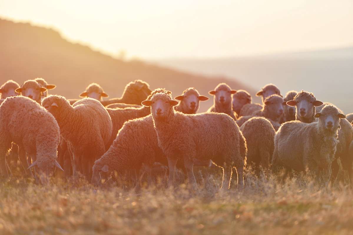 AAC Unveils Plans For New Sheep Week In Crookwell | The Cowra Phoenix ...