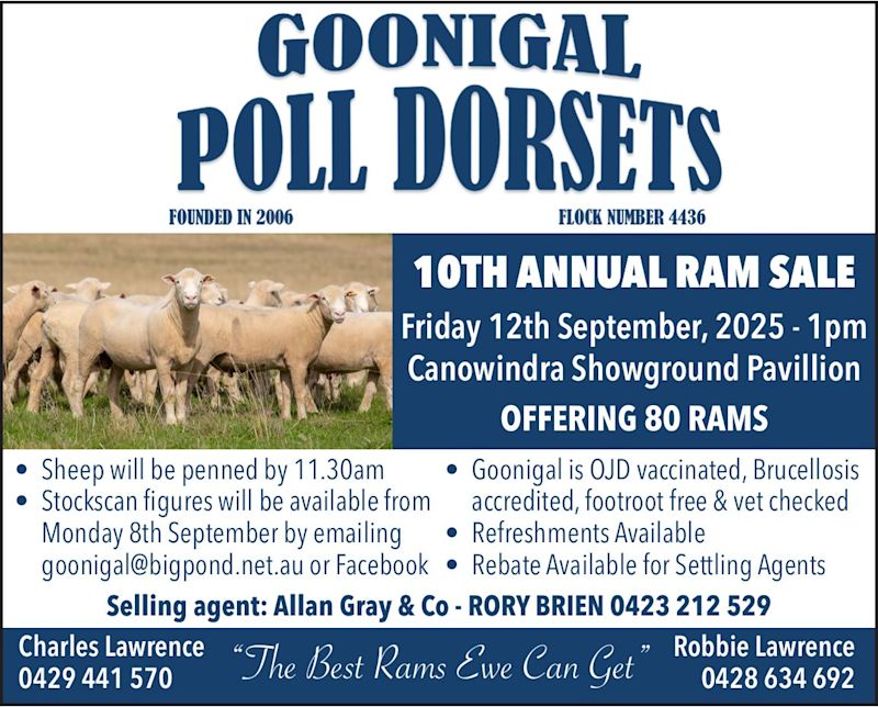 Goonigal Poll Dorsets