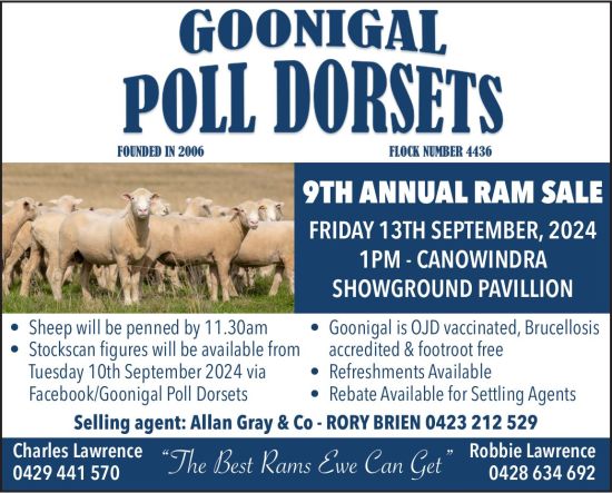 Goonigal Poll Dorsets