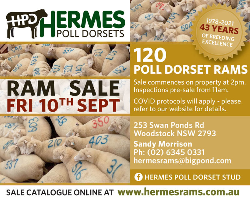 Hermes Poll Dorset Annual Ram Sale – Target