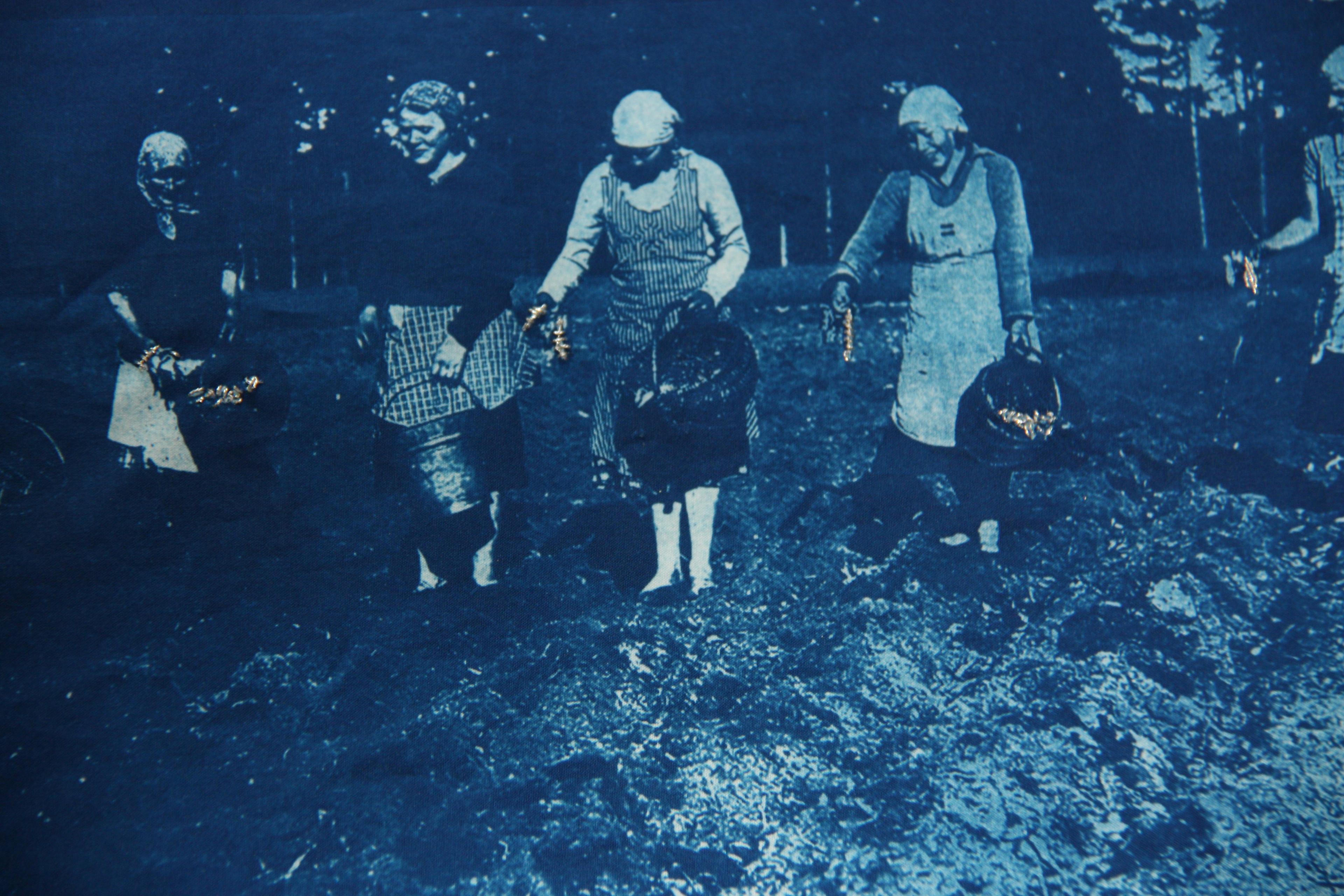 Planting herring